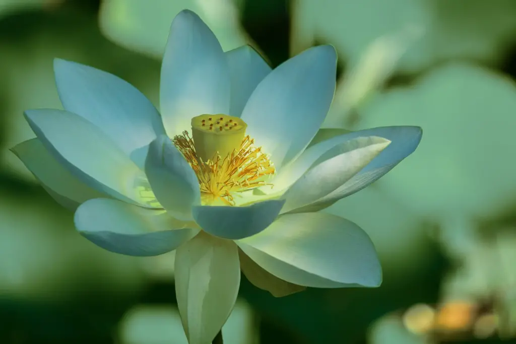 La imagen muestra a una flor de Lotus con tonos turquesa y amarillo
